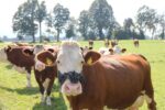 Zaštita protiv sisanja - velika traka za glavu - Slika 2