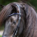 Čeoni remen Kavalkade Delight